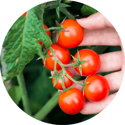 小番茄